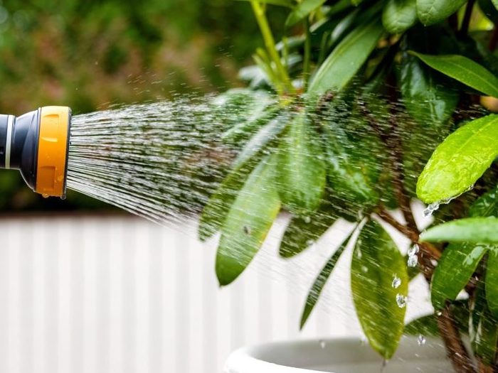 a rhododendron shrub with ovate leaves being sprayed with water from a garden hose
