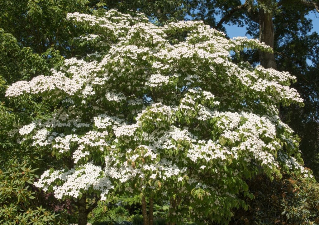large Cornus kousa tree with green leaves and white flowering panicles 