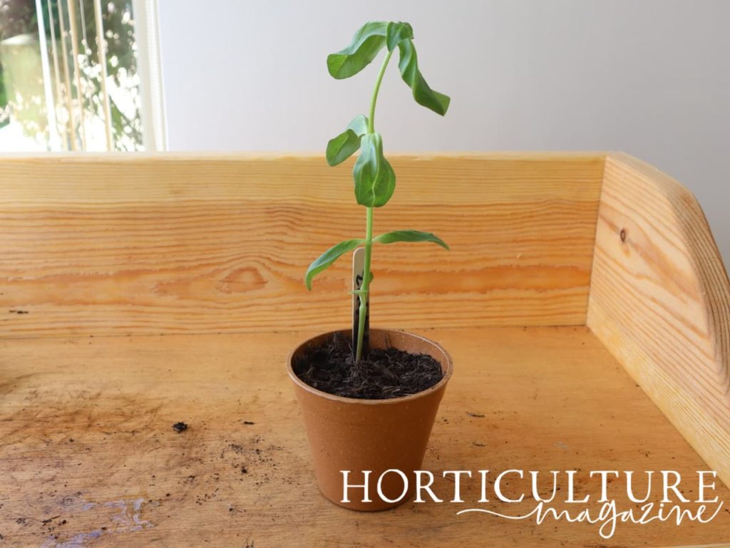 zinnia seedling growing tall from a round pot
