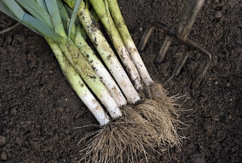 mature allium porrum plants that have been lifted from the ground alongside a large garden fork