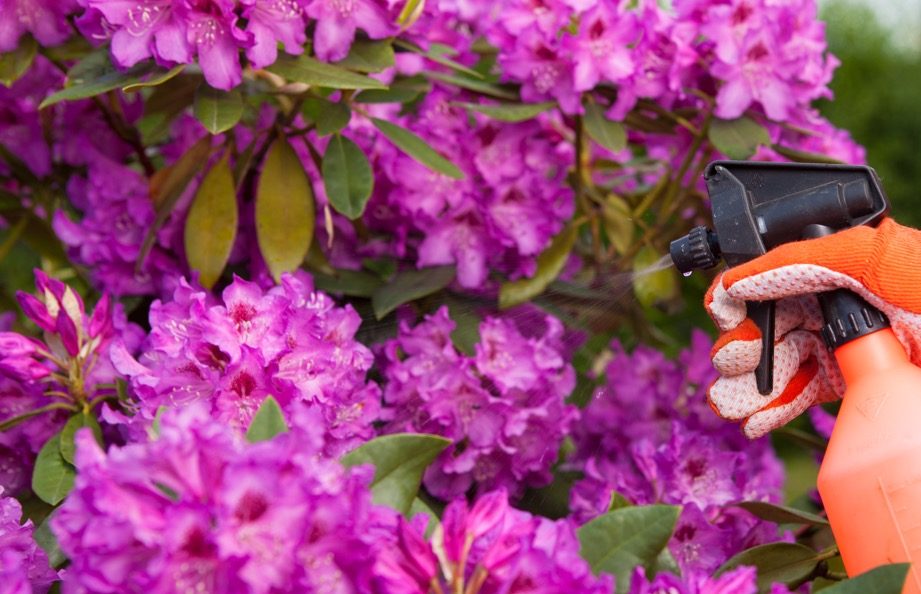 an orange spray bottle being used to spray a large purple flowering rhododendron shrub