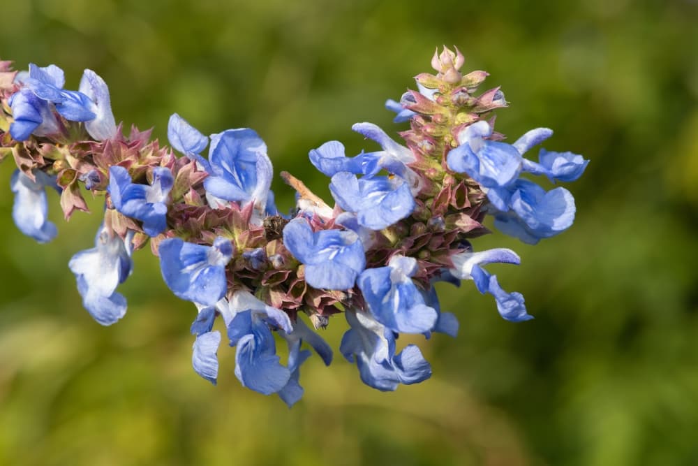 close view of blue flowering S. uliginosa
