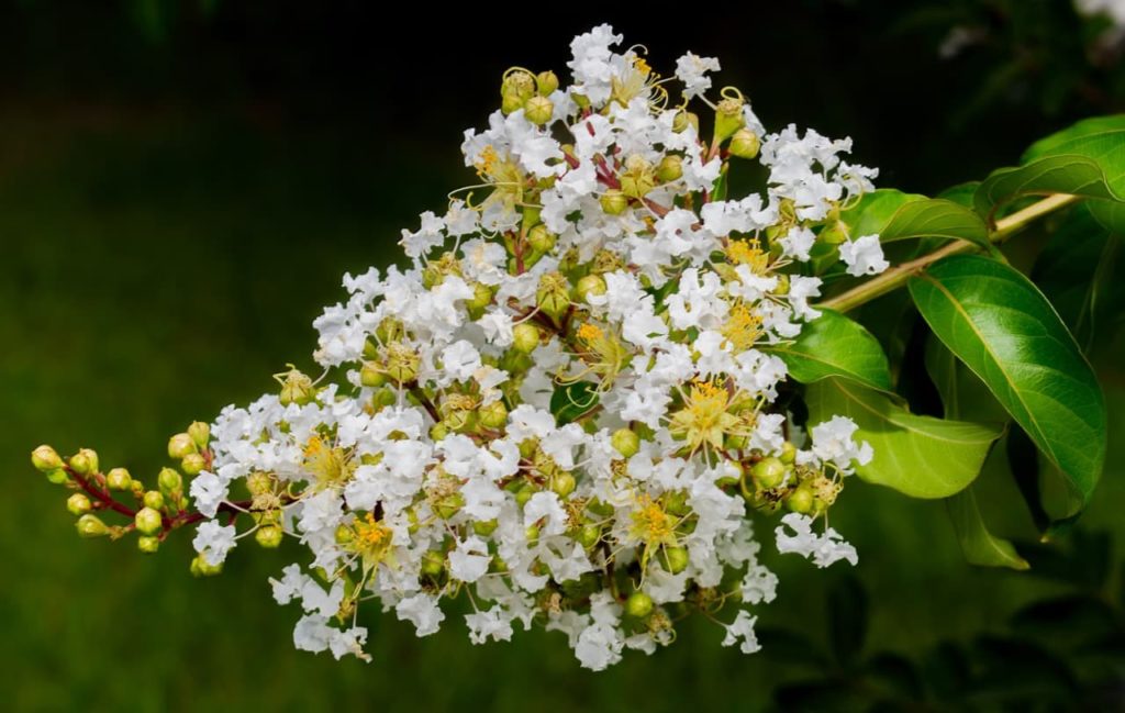 the end of a Lagerstroemia indica tree branch adorned with white and cream flowers