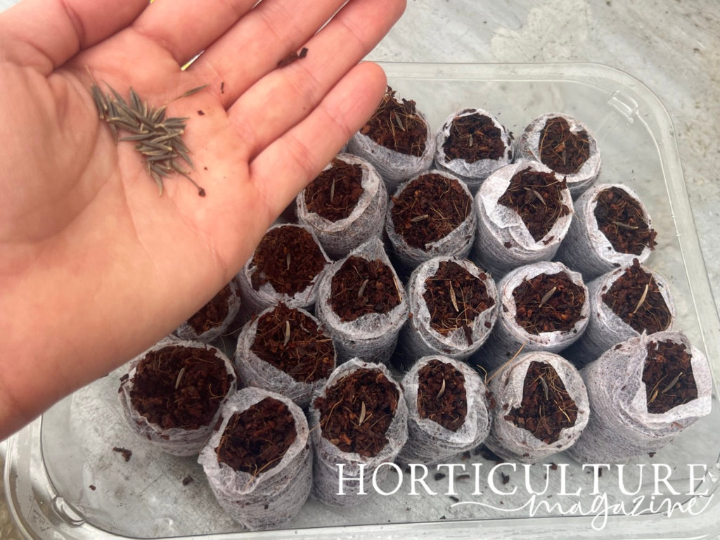 sown cosmos seeds with more resting in the open palm of a hand