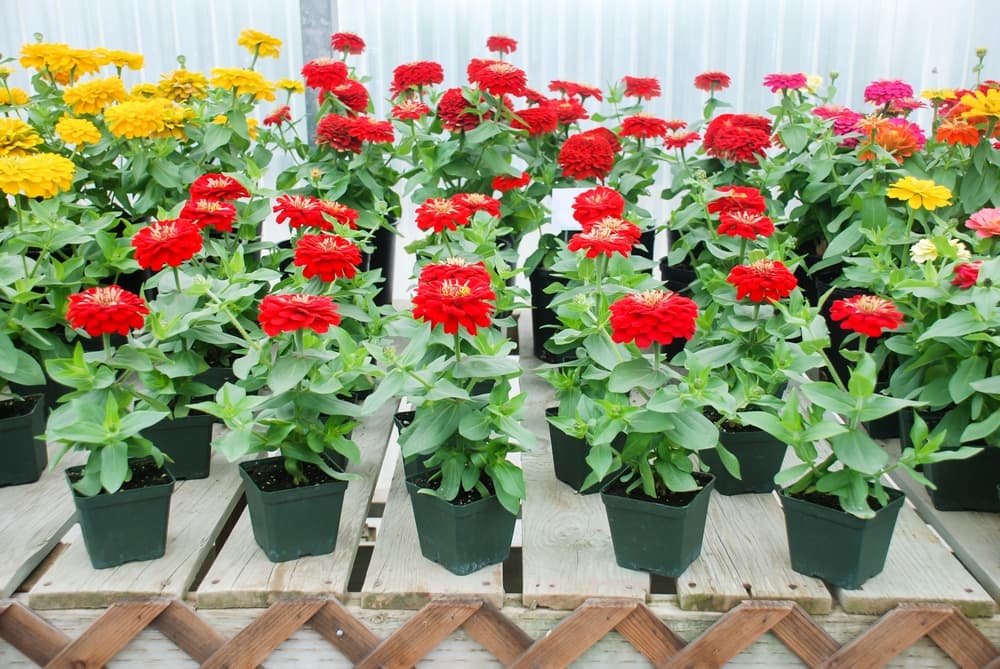 red and yellow flowering zinnias growing in pots in a plant nursery