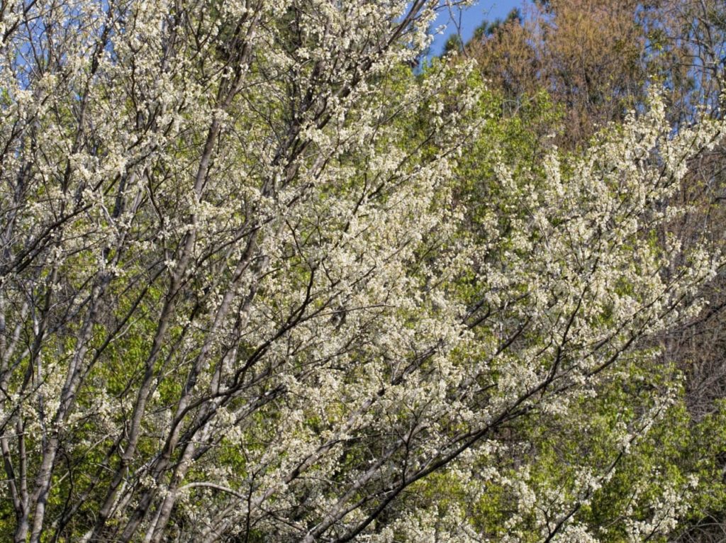 huge Cercis canadensis f. alba 'Royal White' tree with dark branches doted in creamy-white flowers