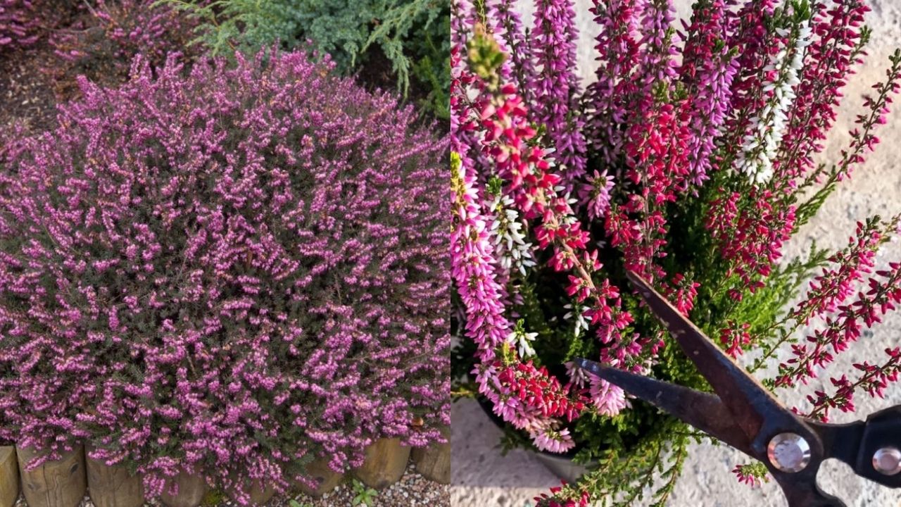 How And When To Prune Heather By Type Horticulture.co.uk