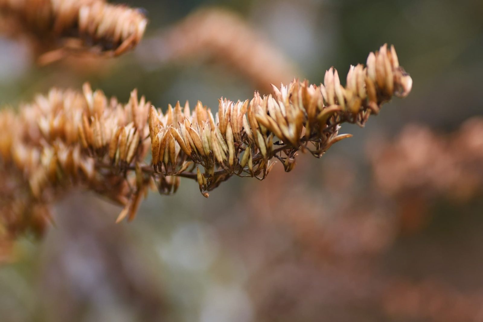 brown seeds on a buddleja plant