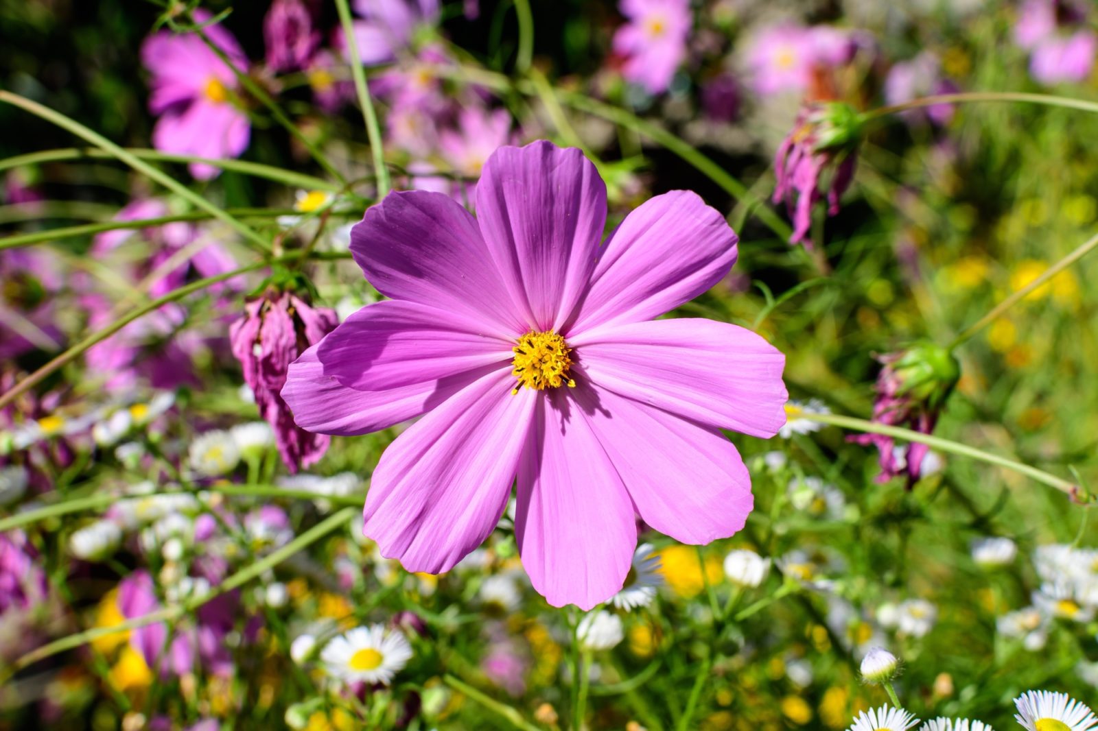 a cottage garden with a plethora of daisy-like, pink cosmos flowers bobbing on tall stems