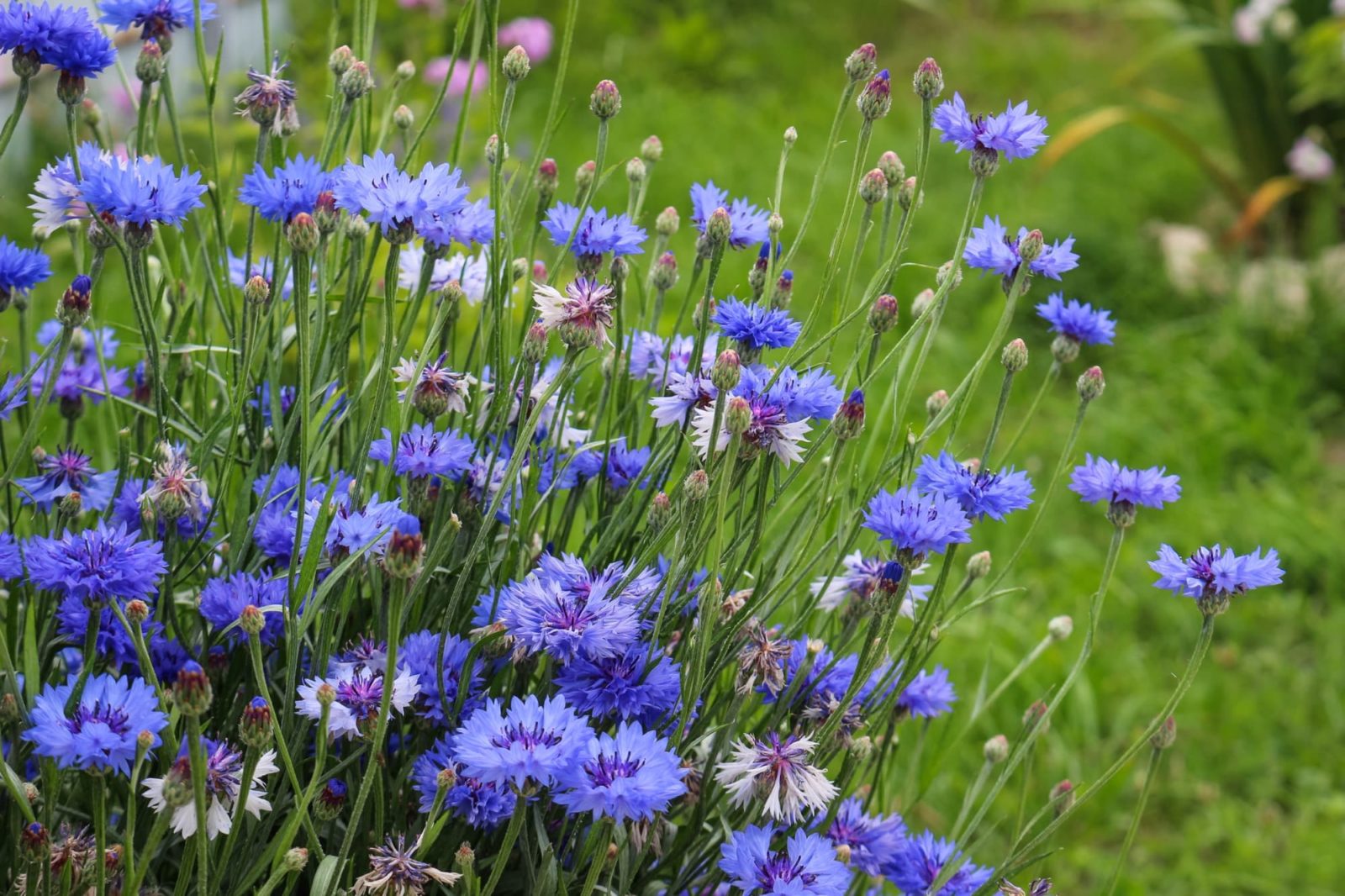 blue flowering cornflowers with tall stalks in a grassy field