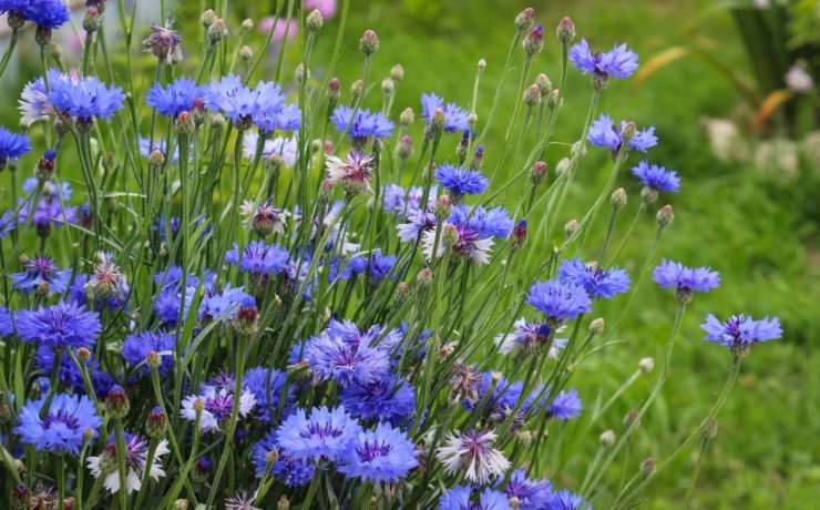 blue flowering cornflowers with tall stalks in a grassy field