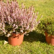 two pots of heather with one overgrown and one cut back