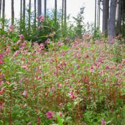 Glandular balsam shrub with tall stalks adorning pink blooms in a woodland area