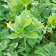 Aegopodium podagraria with oval-shaped serrulate leaves growing in abundance