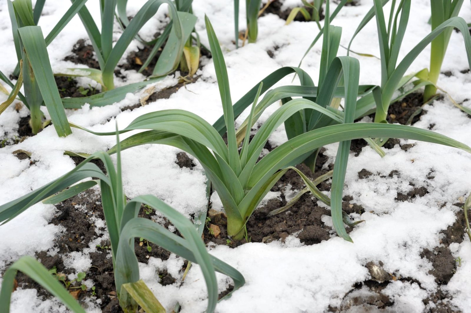 allium ampeloprasum growing in rows with long narrow leaves protruding from the ground in between patches of snow