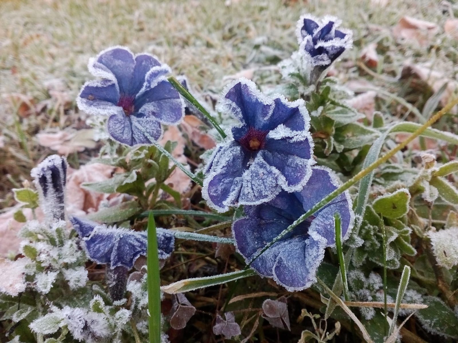 blue petunia flowers covered in a thin layer of frost