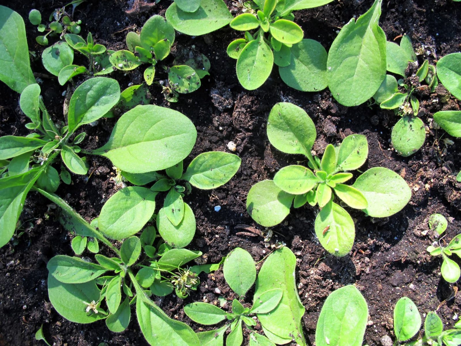 the new green growth from petunia seedlings emerging from the ground