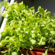 lettuce seedlings growing in a container by a windowsill indoors