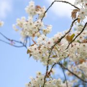 white cherry blossom hanging from the brown branches of a tree with a blue sky drop in the background