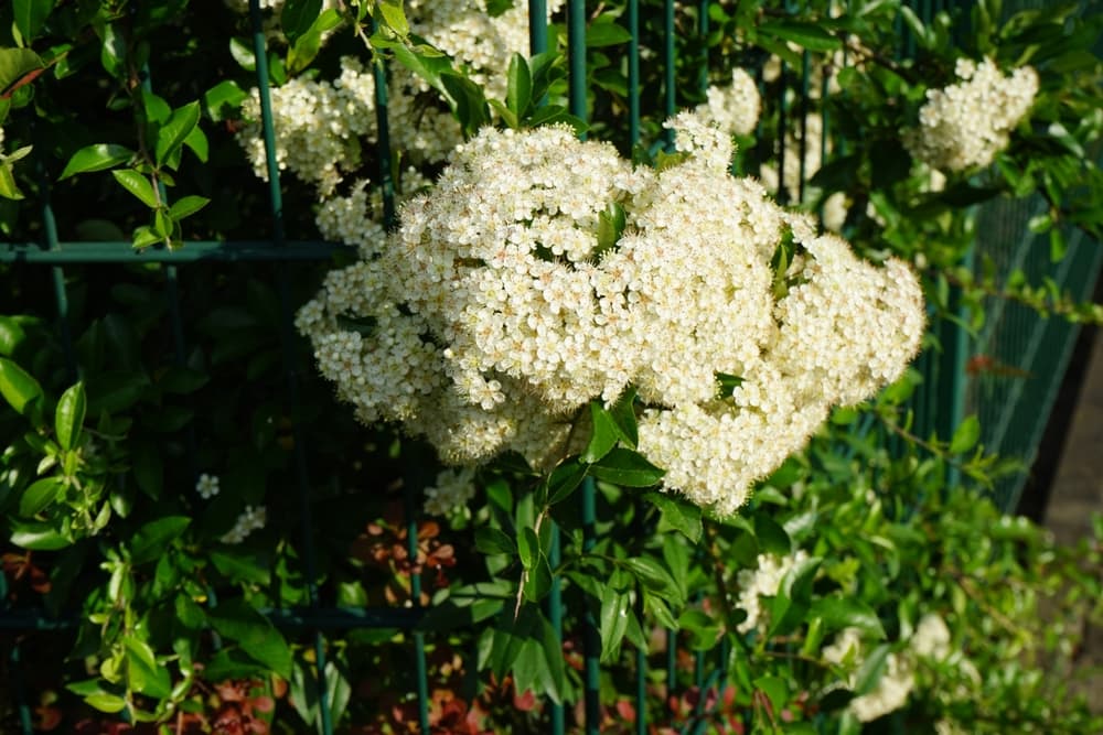 cream coloured pyracantha blooms in early summer