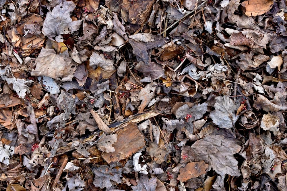 rotting brown leaves and twigs