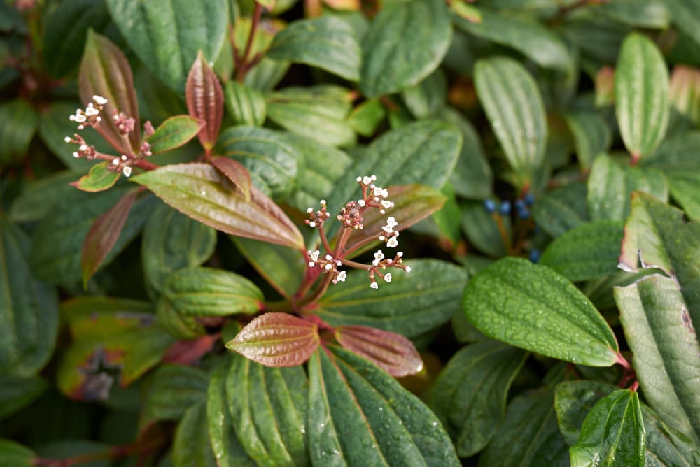 leaves and tiny early flowers of V. davidii