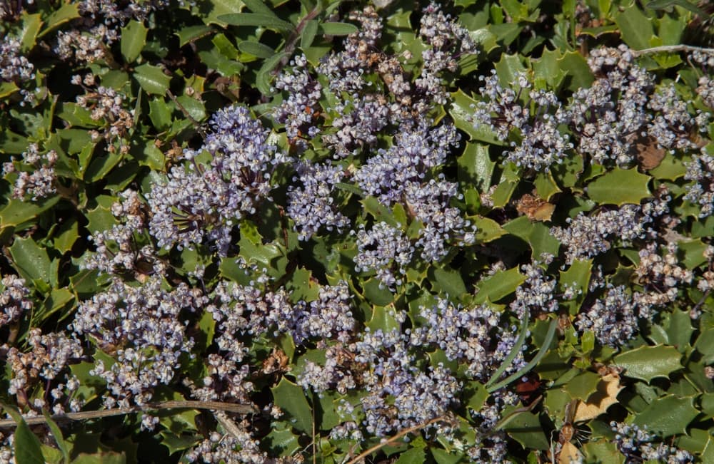 Ceanothus prostratus