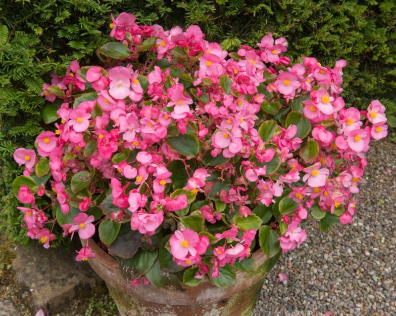 Growing Begonias In Pots? Follow These 5 Essential Rules To Avoid Going