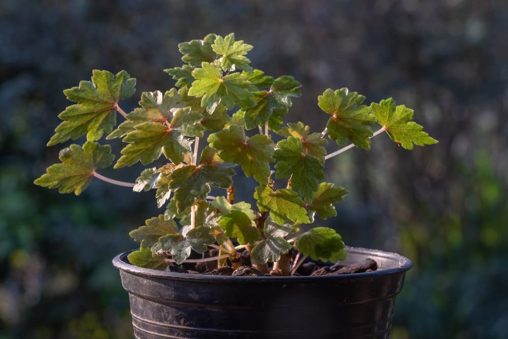 begonia dregei growing from a black pot
