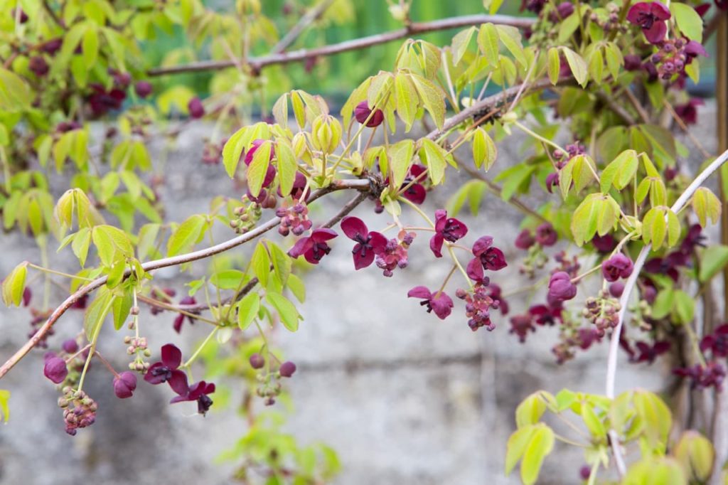 the purple tri-petalled flowers of an Akebia quinata shrub with woody stems and drooping lanceolate leaves