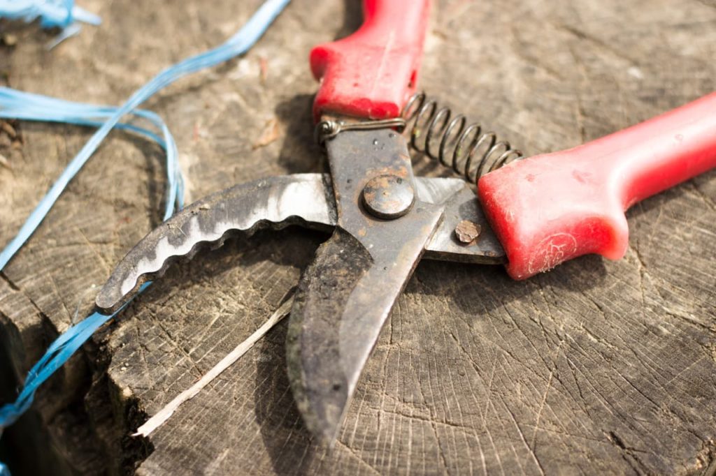 dirty blades from a pair of secateurs with a red handle lying on a cut tree trunk