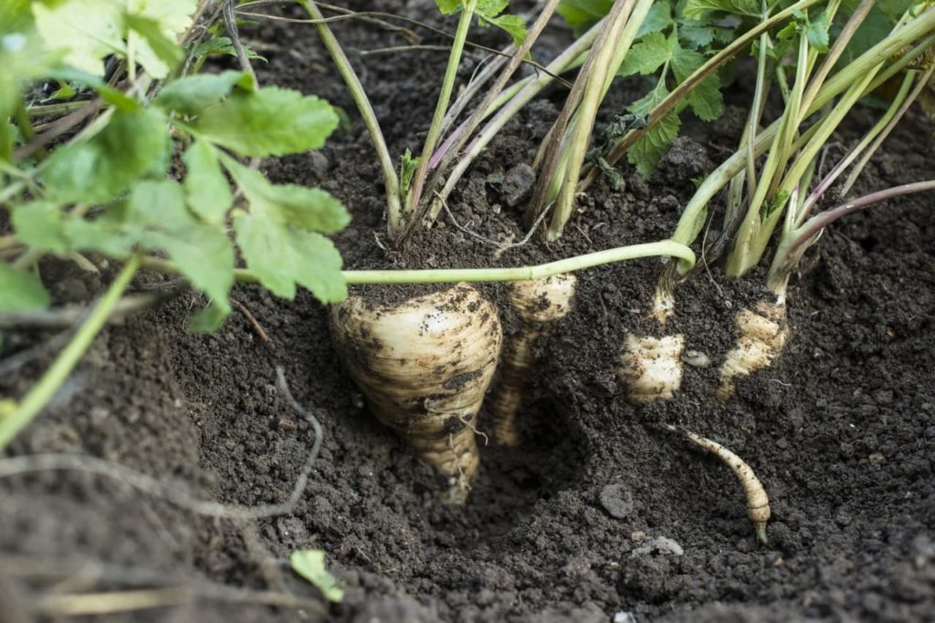 the cream coloured root of a parsnip growing in the ground with long green stems protruding from the top