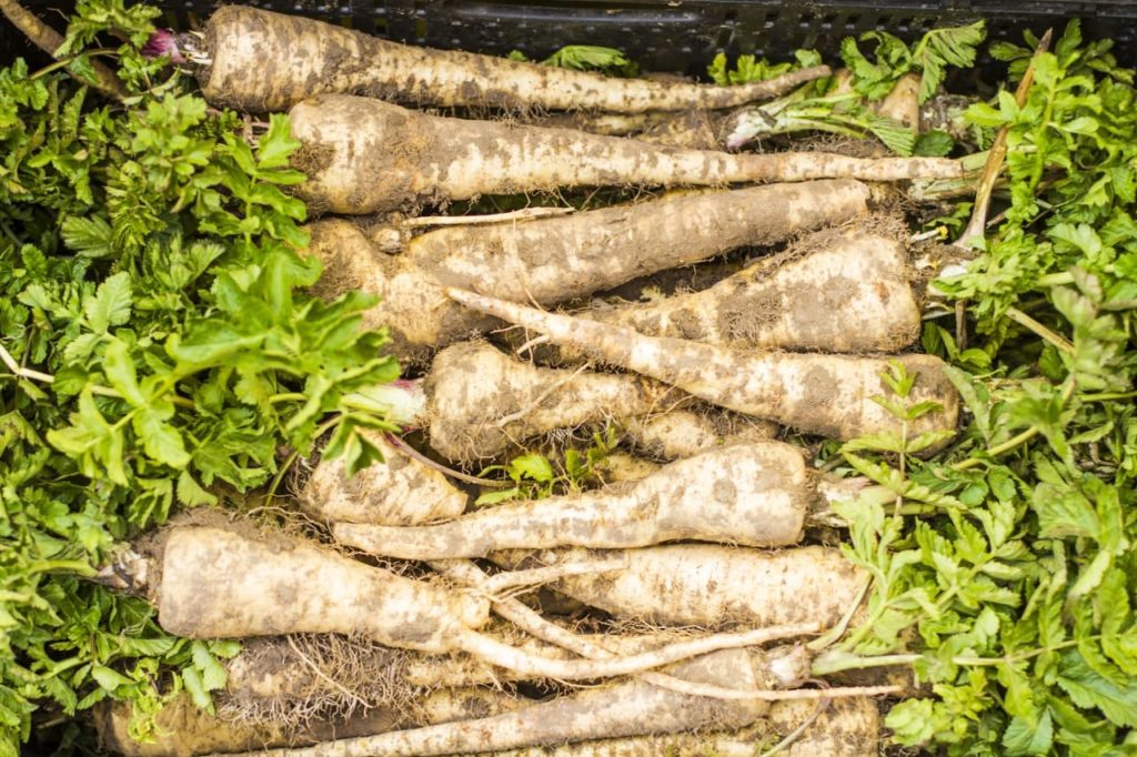 harvested parsnips with long soil-covered roots