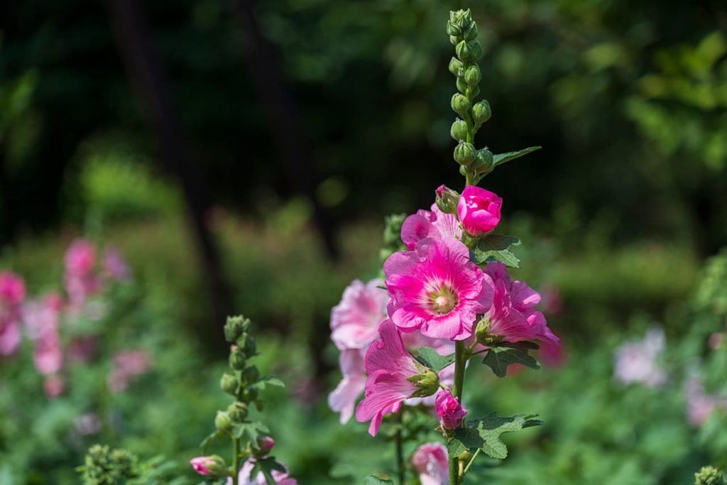 upright hollyhock stem adorned with green flower buds and pink blooms