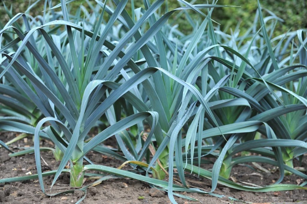 Allium porrum plants with leafy dark green foliage