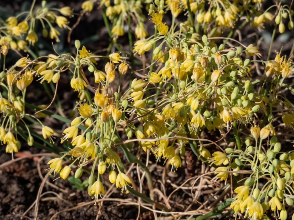 Allium flavum with cup-shaped yellow flowers and browning stems ready to be cut back