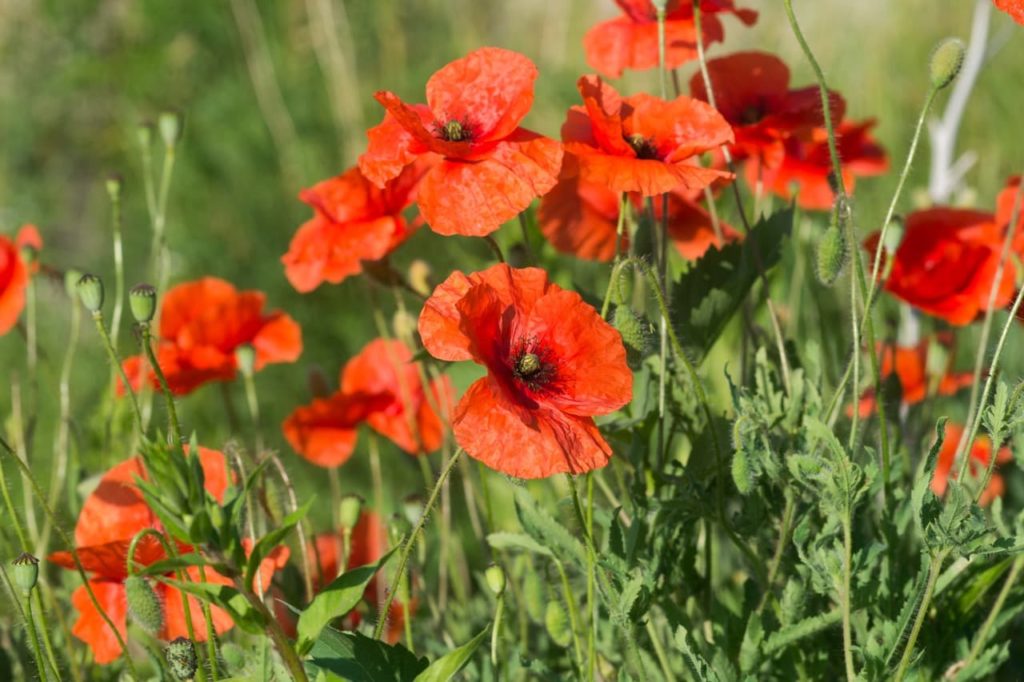 red, crinkly Papaver rhoeas flowers resting on the top of thin stems in a field