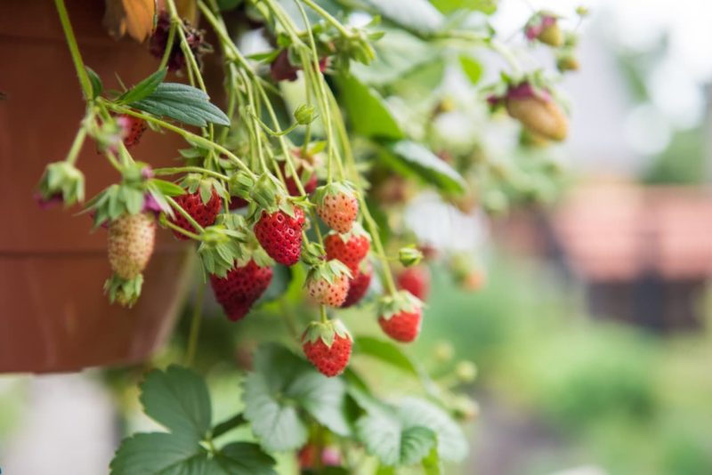 Growing Strawberries In Hanging Baskets In 7 Steps