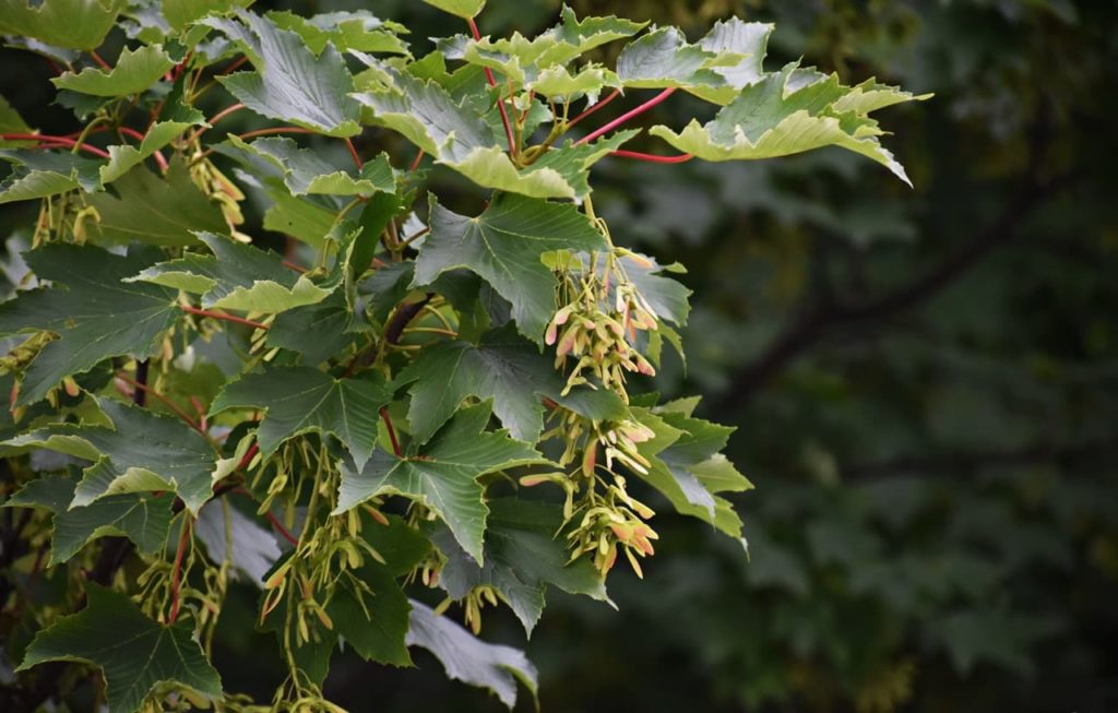 Acer pseudoplatanus with palmate leaves and boomerang-shaped seeds hanging from red stems