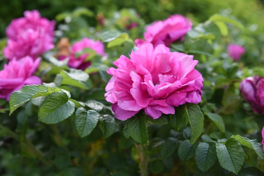 ruffled pink Rosa rugosa flowers with small heart-shaped serrated leaves