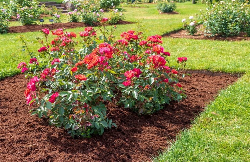 'Cinco de Mayo' rose shrub with bright pink flowers growing in a garden bed that has been mulched with fresh, well-rotted manure