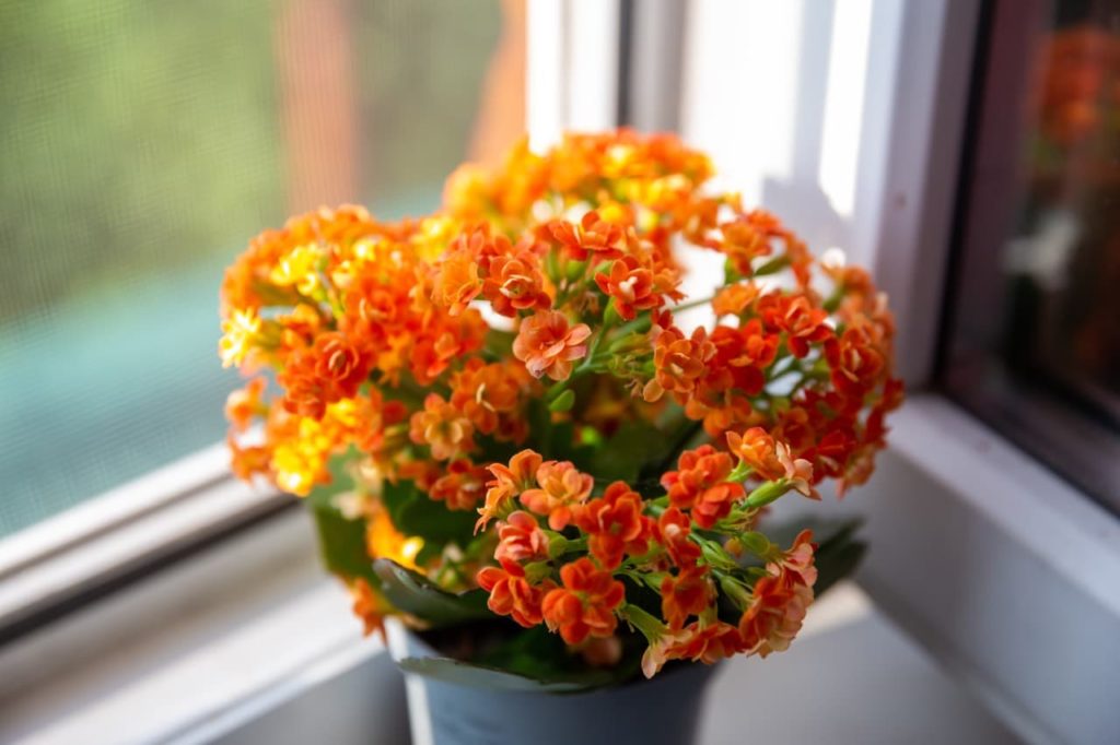 bushy kalanchoe houseplant on a windowsill with orange flowers