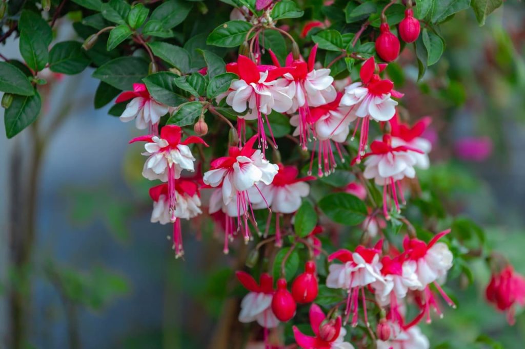 Fuchsia magellanica with pink bracts and white flowers with protruding pink stamens