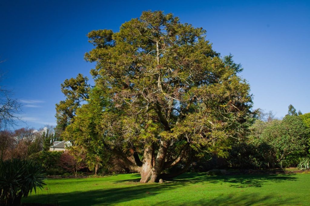 large mature yew tree growing in a grassy space against a blue sky