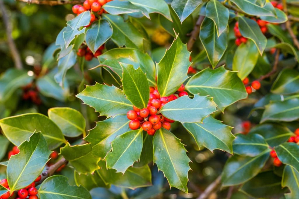 Ilex aquifolium with leaves that have clusters of small, red glossy berries