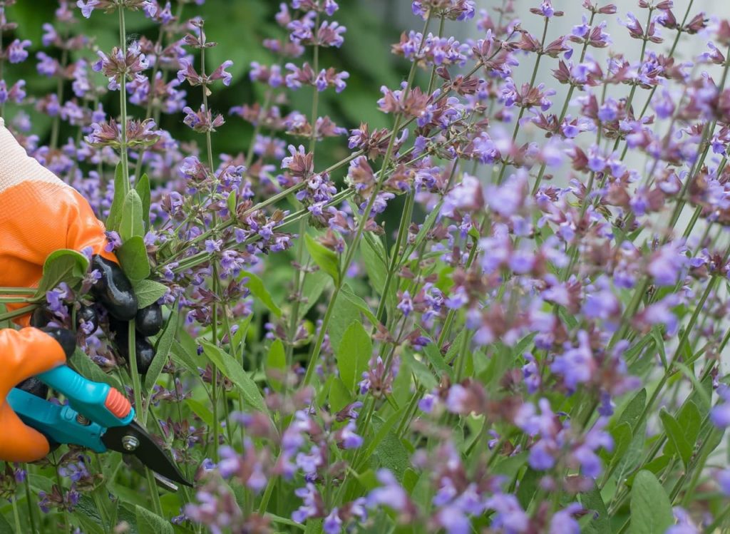 salvia shrub with tall stems of purple flowers being pruned by a pair of secateurs