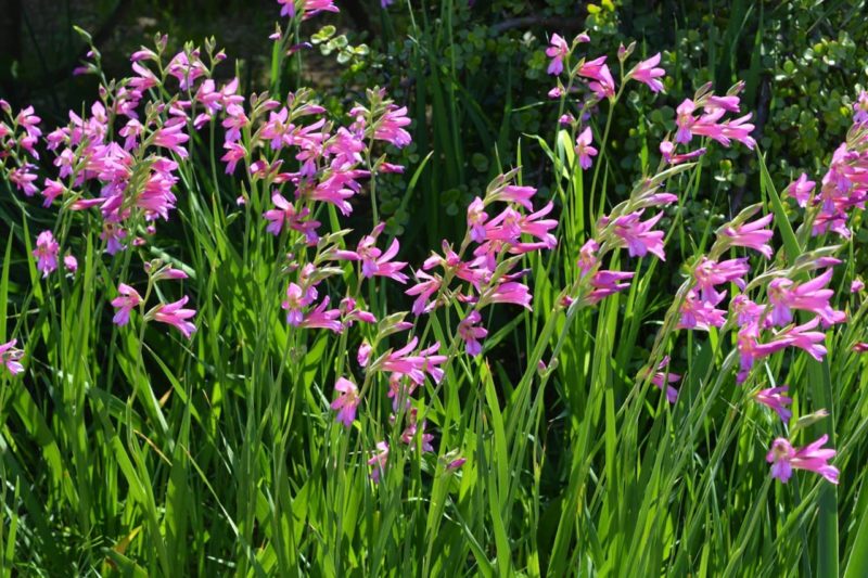 Planting Gladiolus Corms In 4 Steps Horticulture.co.uk