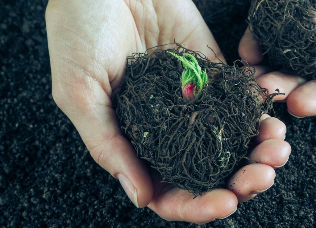 a round begonia tuber with fine roots clumped together being held over a pile of compost
