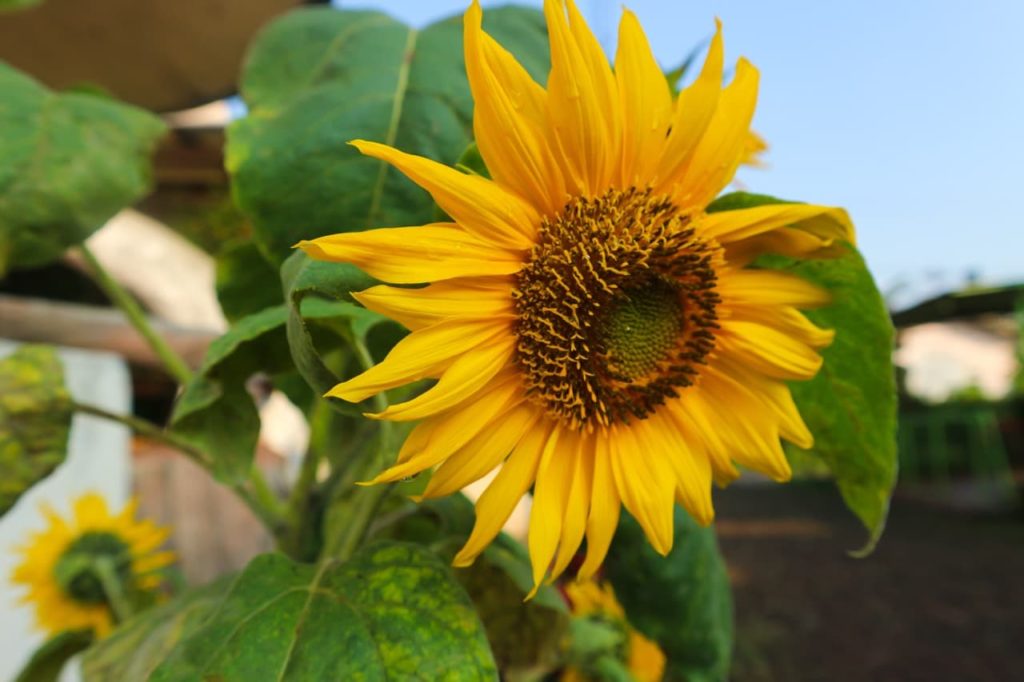 sunflower with a brown centre decorated with long, narrow yellow petals and large leaves