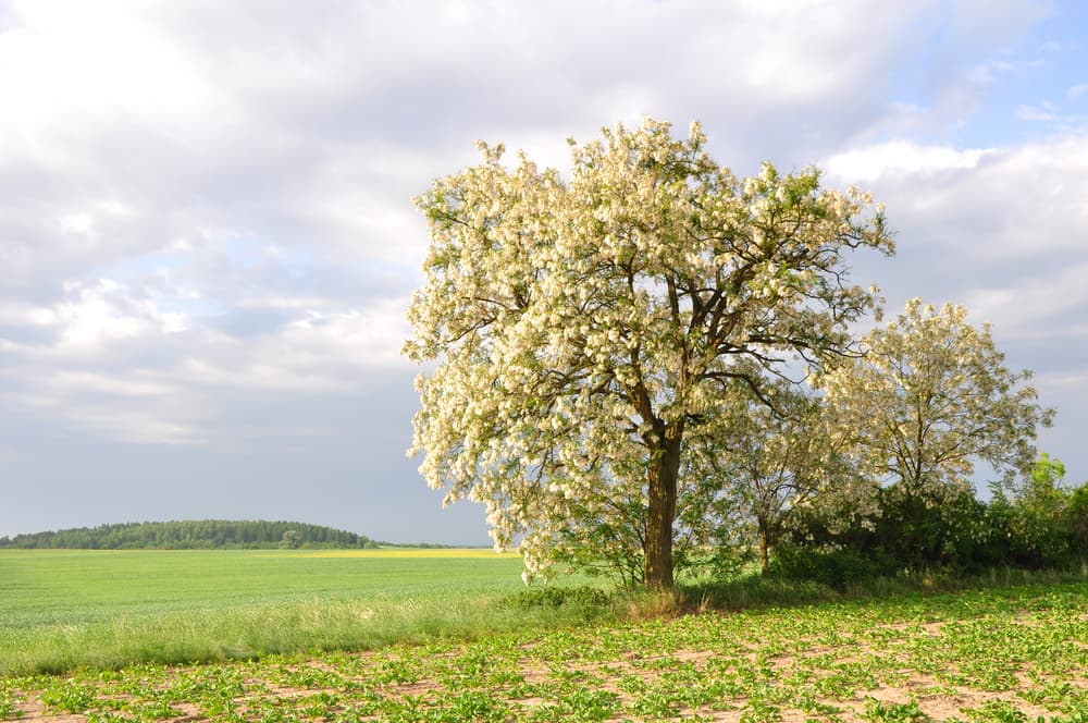 Robinia pseudoacacia tree at the edge of a large field